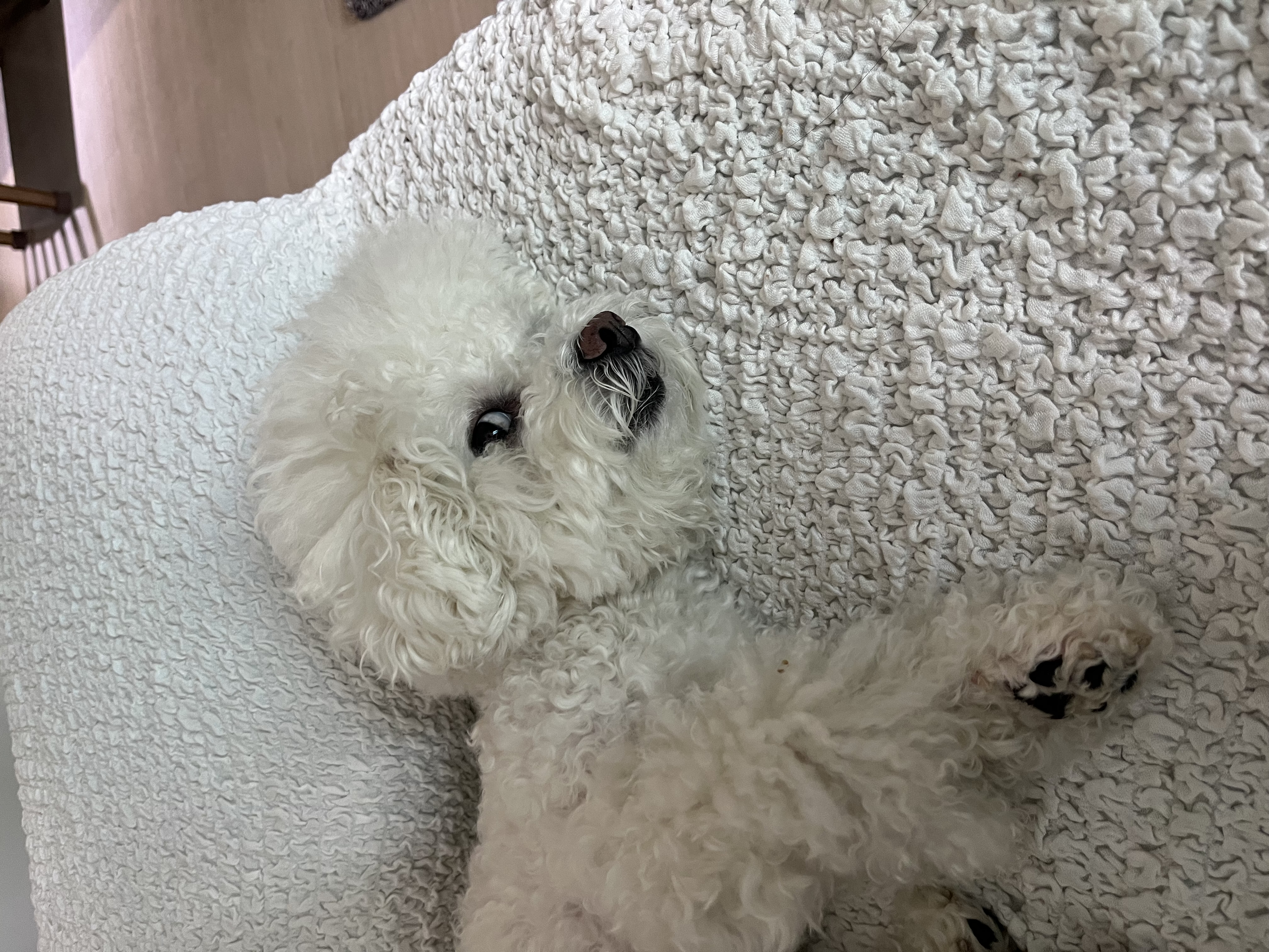 냥냥