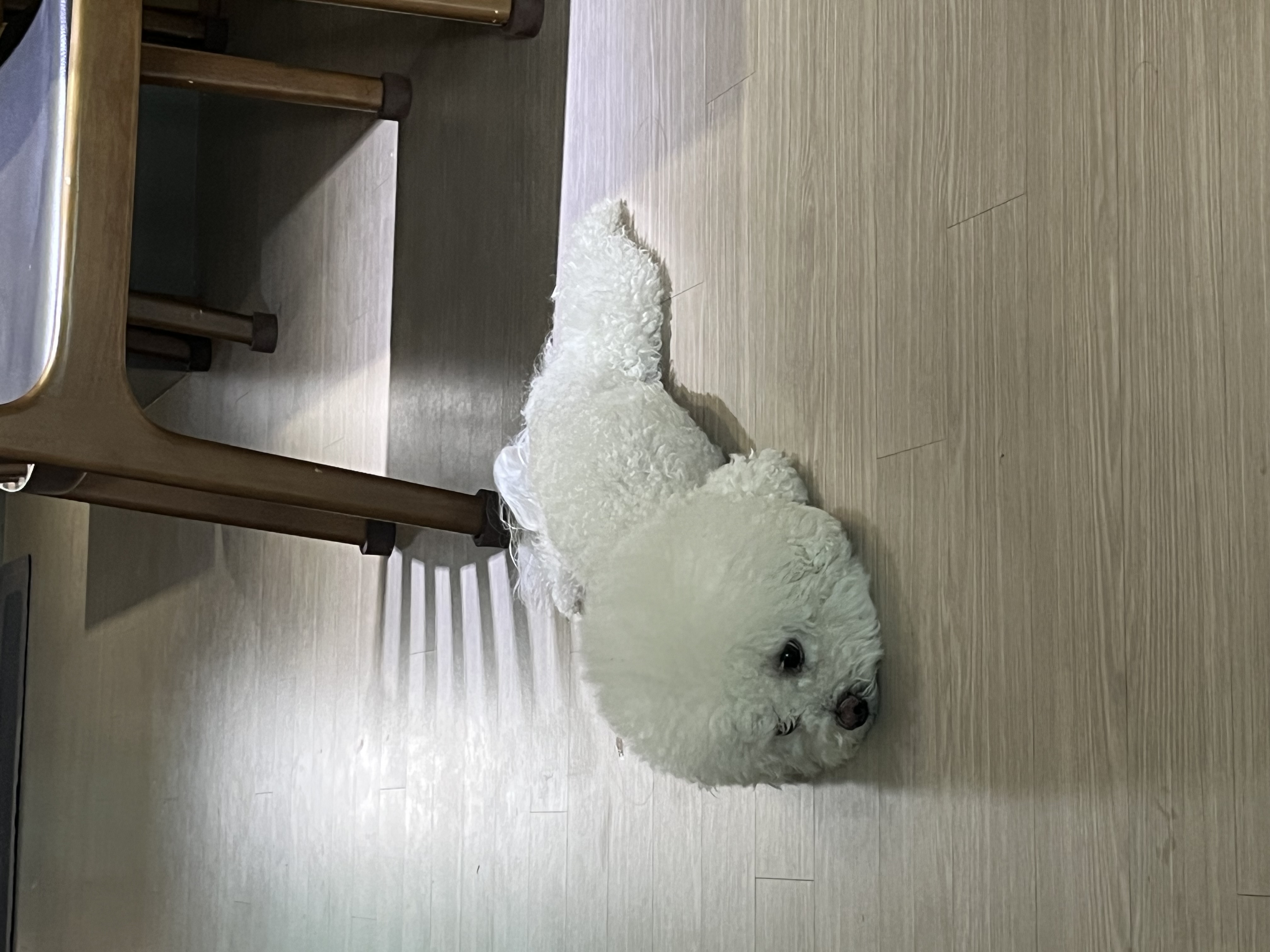 판교빈티지샵